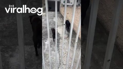 Dog Helps Delivers Package To Doorstep || ViralHog