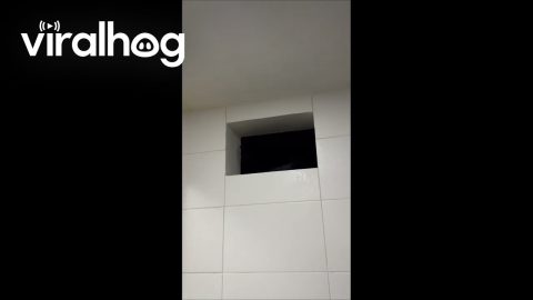 Cat Stares Menacingly From Window Sill || ViralHog