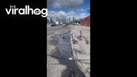 Baby Geese Playing in a Flooded Pothole || ViralHog