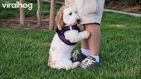 Dog Asks Dad For Uppies In Dog Park || ViralHog