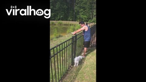 Helping a Turtle Stuck on the Wrong Side of the Fence || ViralHog