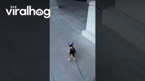 Yorkie Crabwalks Along Sidewalk || ViralHog