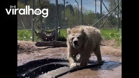 Rescued Himalayan Bear Splashing Water || ViralHog
