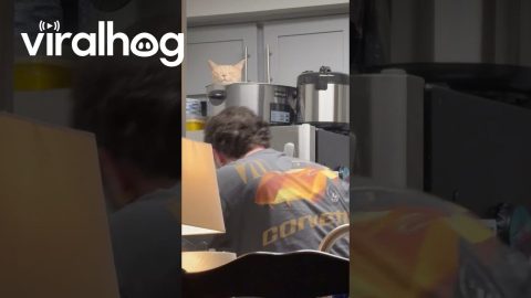 Cat Sleeps In Crockpot || ViralHog