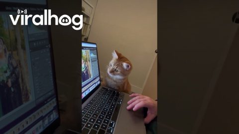 Orange Cat Oversees Photo Editing Process || ViralHog