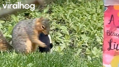 Wild Squirrel Playing With Puppy Toy || ViralHog