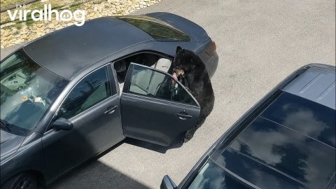 Crafty Bear Takes Computer From Open Car || ViralHog