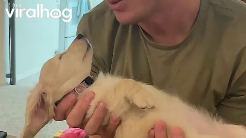A Puppy Sleeping in a Man's Hands || ViralHog