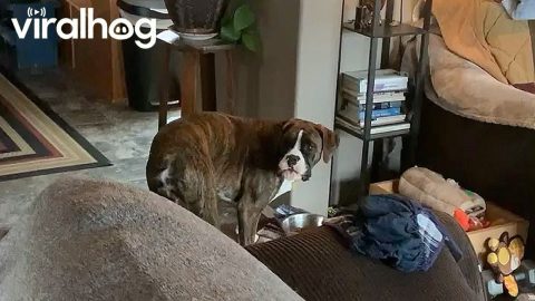 Not-So-Perfect Boxer Puppy Ate A Couch Pillow || ViralHog