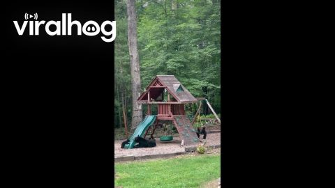 Bear Family Enjoys Playground || ViralHog