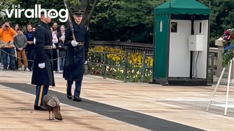 Turkey at The Tomb of the Unknown Soldier || ViralHog