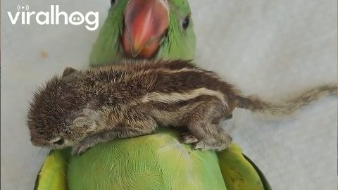 Baby Squirrel Rests on Parrot's Belly || ViralHog