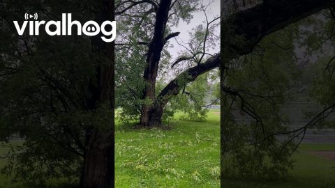 Catching a Tree in the Act of Falling || ViralHog