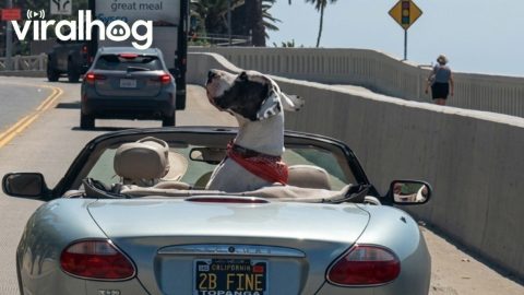 Massive Great Dane Catches the Ocean Breeze in a Vintage Jaguar || ViralHog