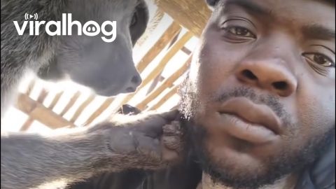 Baboon Meticulously Grooms Man || ViralHog