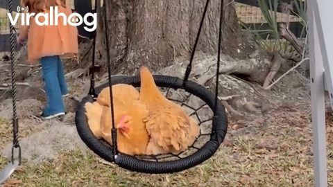 Little Girl Pushes Chickens on a Swing || ViralHog
