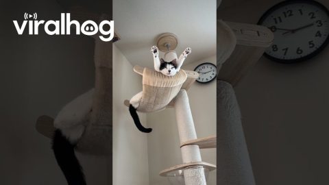 Sleepy Kitty Relaxing || ViralHog