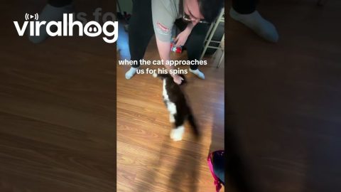 Tuxedo Cat Spin Time || ViralHog