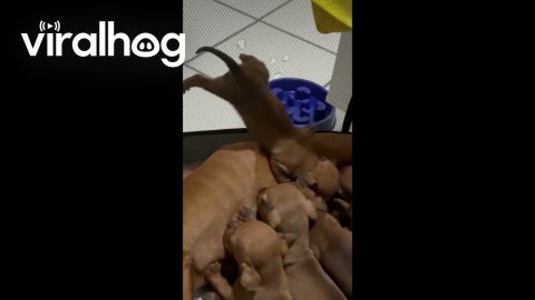 Spider-Puppy Nurses Upside-Down || ViralHog