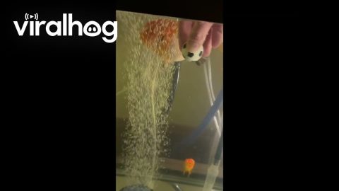 Reds Ranchu Goldfish Playing Soccer || ViralHog