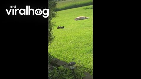Cat Mimics Dog Rolling on Her Back in the Grass || ViralHog