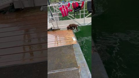 Puppy’s First Swim Lesson Starts With Accidental Flip || ViralHog