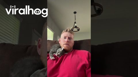 Carlos the Kitten Trying His Best to Befriend New Owner || ViralHog