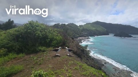 Laysan Albatross Saying Goodbye to Their Mate Before Flying Off || ViralHog