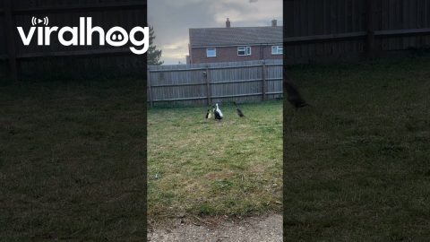 New Duck Welcomed Into Flock || ViralHog
