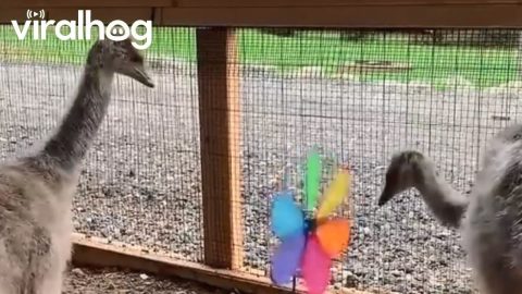 Emu Chick Stomps Pinwheel || ViralHog