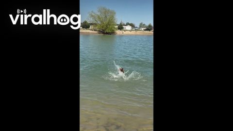 Goofy Golden Makes a Splash || ViralHog