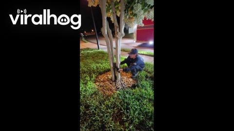 Firefighters Free Owl Trapped Between Tree Trunks || ViralHog
