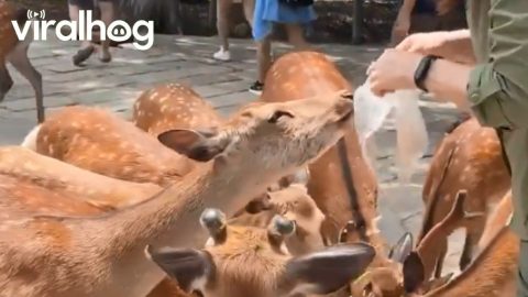 Woman Stops Hungry Deer From Eating Plastic || ViralHog
