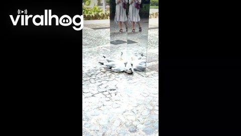 Seagulls Looking at Themselves in a Mirror || ViralHog