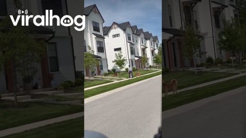 Welcome Home Mom Turns Dog Doodoo || ViralHog