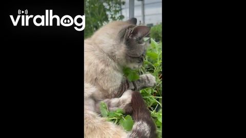 Greenhouse Kitty Finds the Catnip || ViralHog