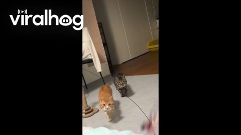 Cats March Forward Like Soldiers Towards Feather Duster || ViralHog