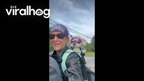 Dog Rides in Backpack With Googley Eye Goggles on Motorcycle || ViralHog