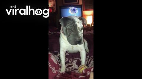 Dog Doesn't Want to Give Up Hamburger Squeaky Toy || ViralHog