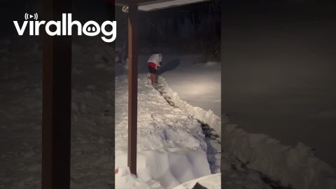 Dedicated Dog Dad Shovels Bathroom Spot In Snow || ViralHog