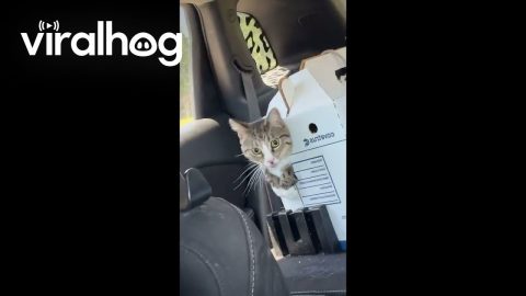 Cat Escapes Cardboard Carrier || ViralHog