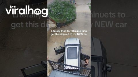 Strange Wet Dog Climbs Into Unattended Car || ViralHog