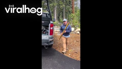 Bear Climbs Into Truck and Steals Worker's Lunch || ViralHog