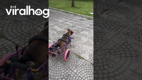 Running Dog In Wheelchair Tumbles Over Curb || ViralHog