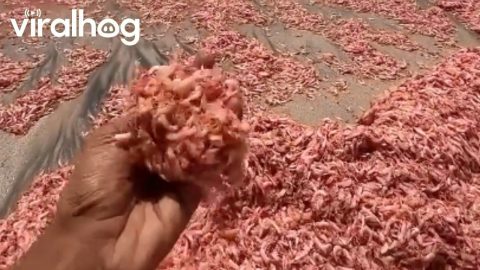 Pink Waves As Shrimp And Krill Wash Ashore || ViralHog
