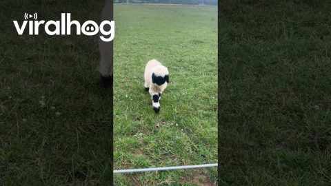 Cute Little Lamb Comes in for Pets || ViralHog