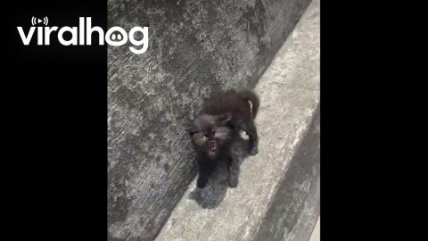 Catching a Feisty Stray Kitten || ViralHog