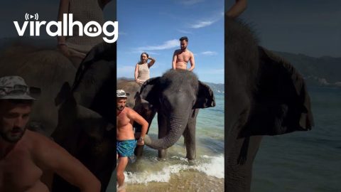 Elephant Tugs Man Out Of The Picture || ViralHog