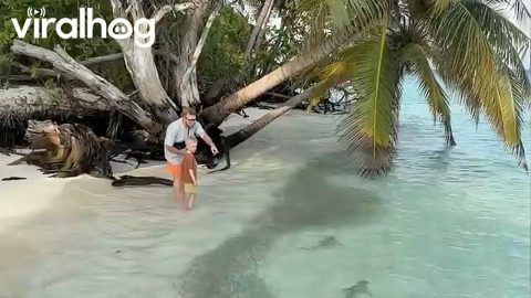 Sharks Hunting Small Fish in Shallow Water || ViralHog