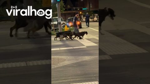 Well-Trained Dogs Spotted Crossing Denver Street In Sync || ViralHog